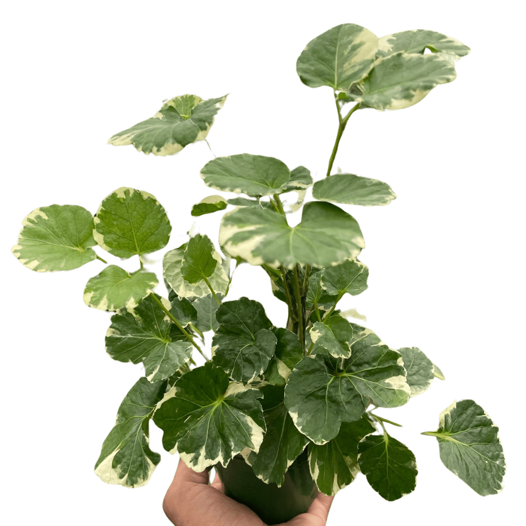 Aralia &