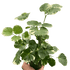 Aralia &