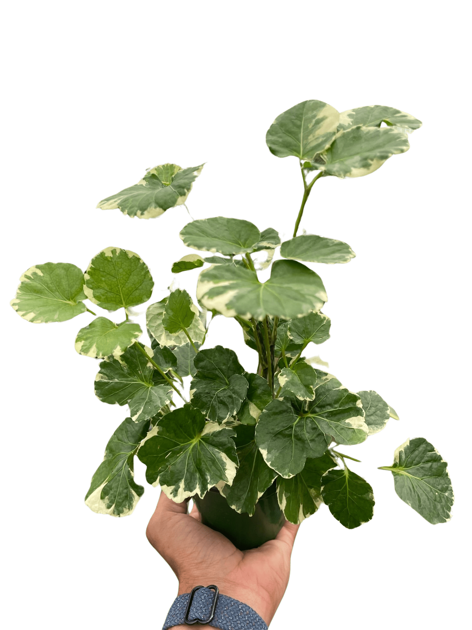 Aralia &