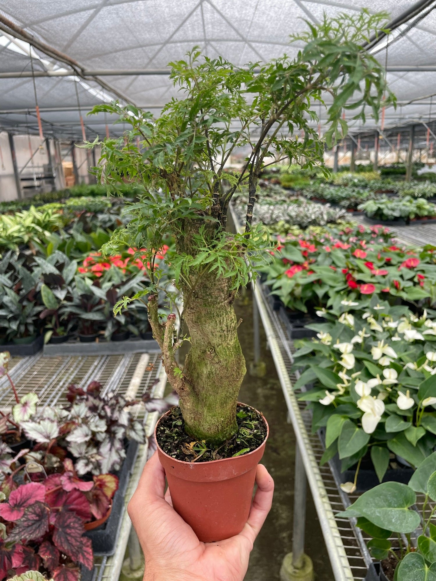 Aralia Ming Stump Plant - Ethereal Company-Default