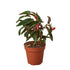 Begonia &