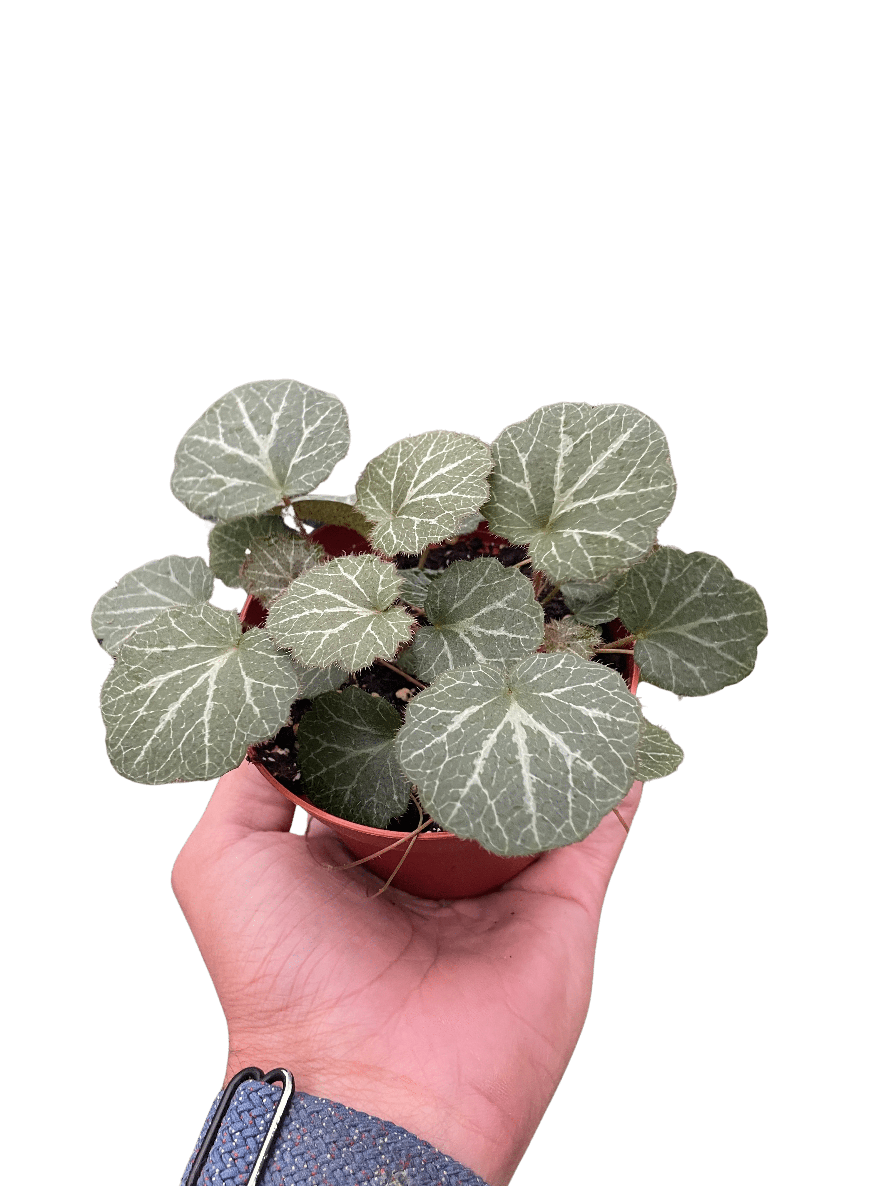 Begonia &