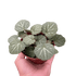 Begonia &