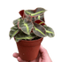Begonia &