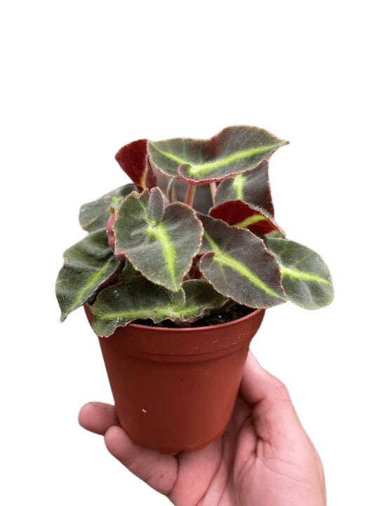 Begonia &