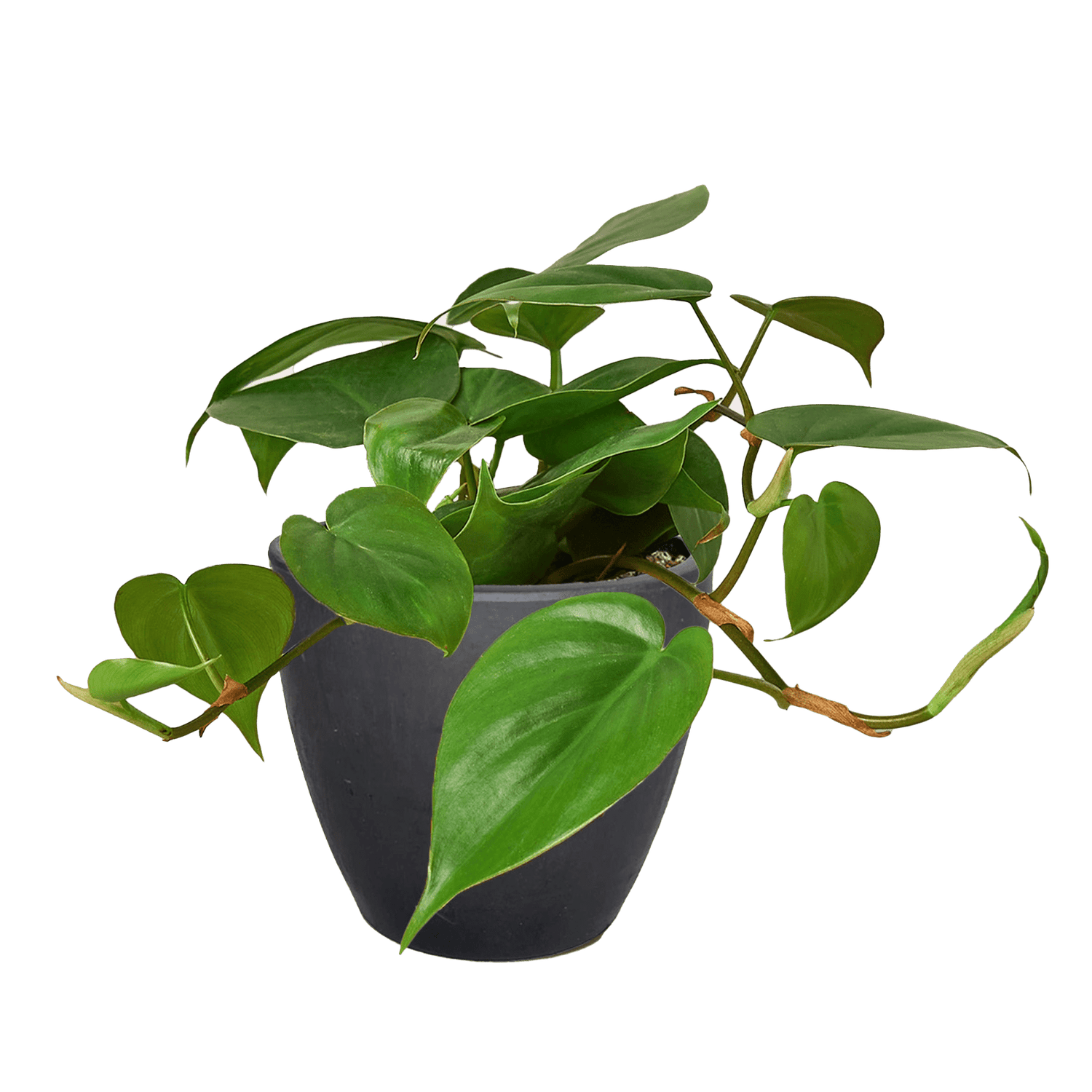 Philodendron Cordatum Heartleaf - Ethereal Company-Indoor Plants