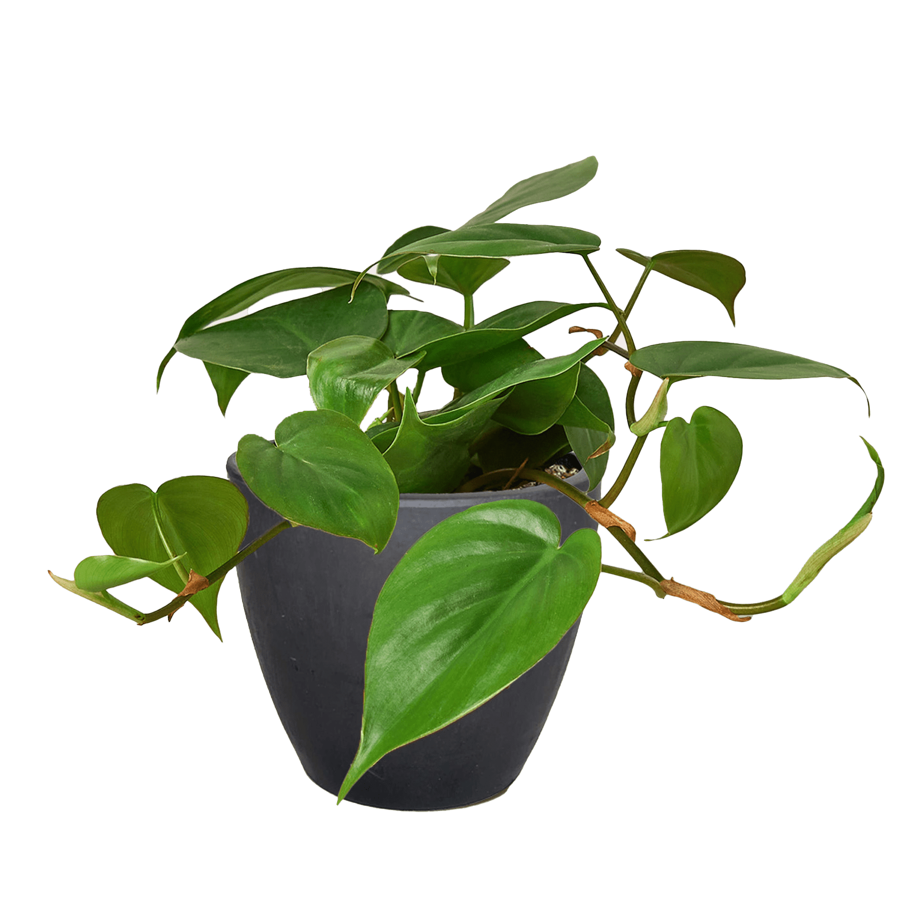 Philodendron Cordatum Heartleaf - Ethereal Company-Indoor Plants
