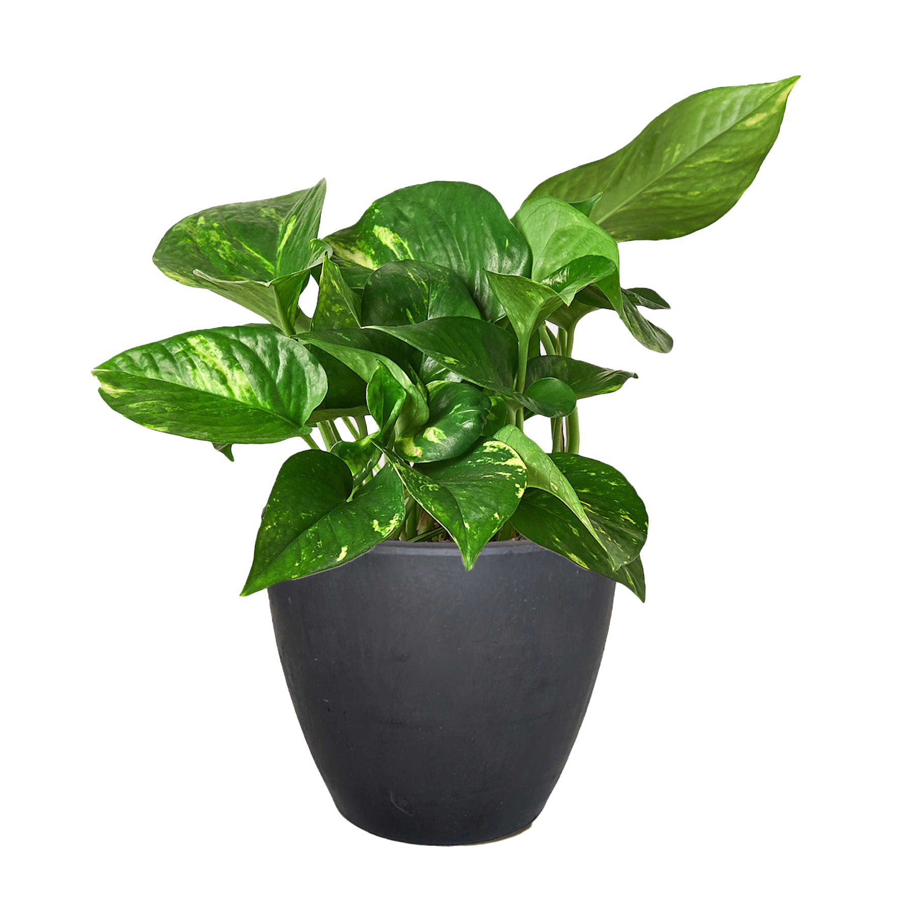 Pothos &