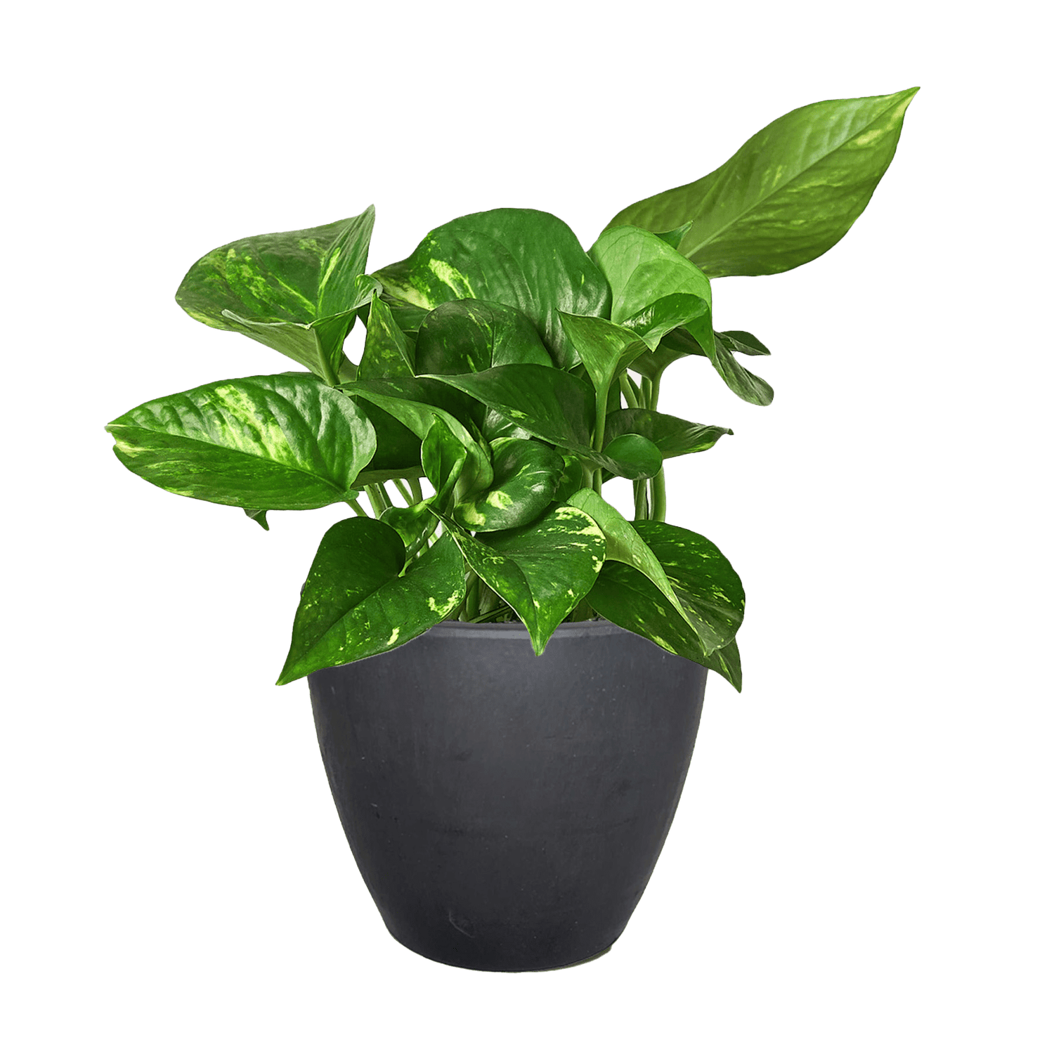 Pothos &