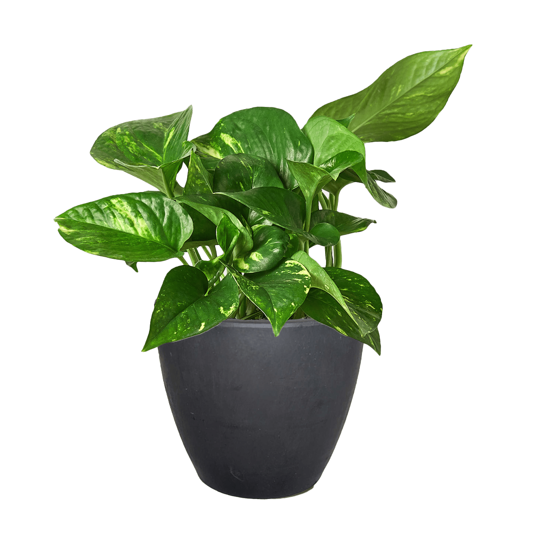 Pothos &