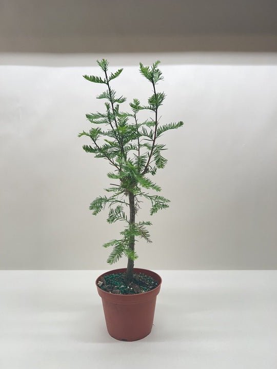 Bonsai Bald Cypress - Ethereal Company