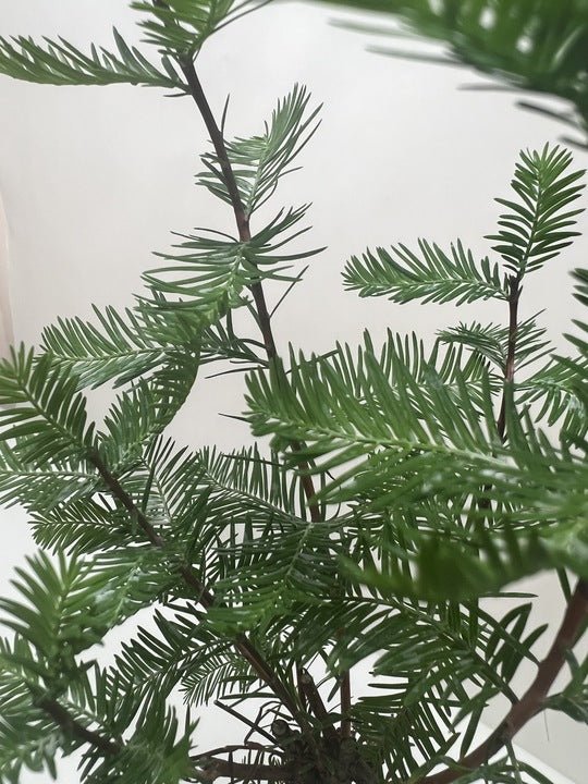 Bonsai Bald Cypress - Ethereal Company