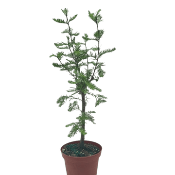 Bonsai Bald Cypress - Ethereal Company