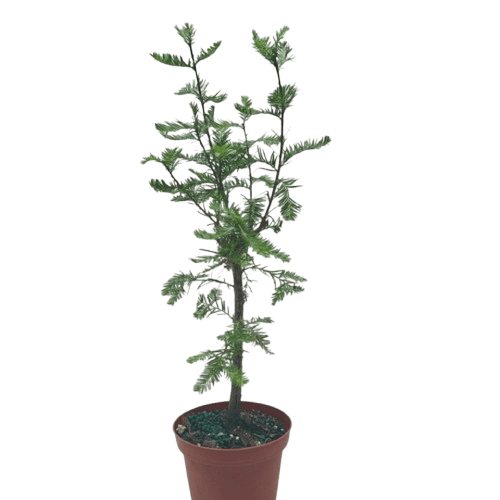 Bonsai Bald Cypress - Ethereal Company