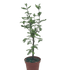 Bonsai Bald Cypress - Ethereal Company