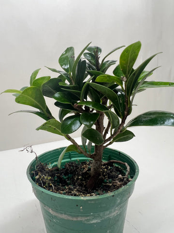 Bonsai Ficus Compacta - Ethereal Company