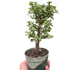 Bonsai Jade Dwarf Green - Ethereal Company