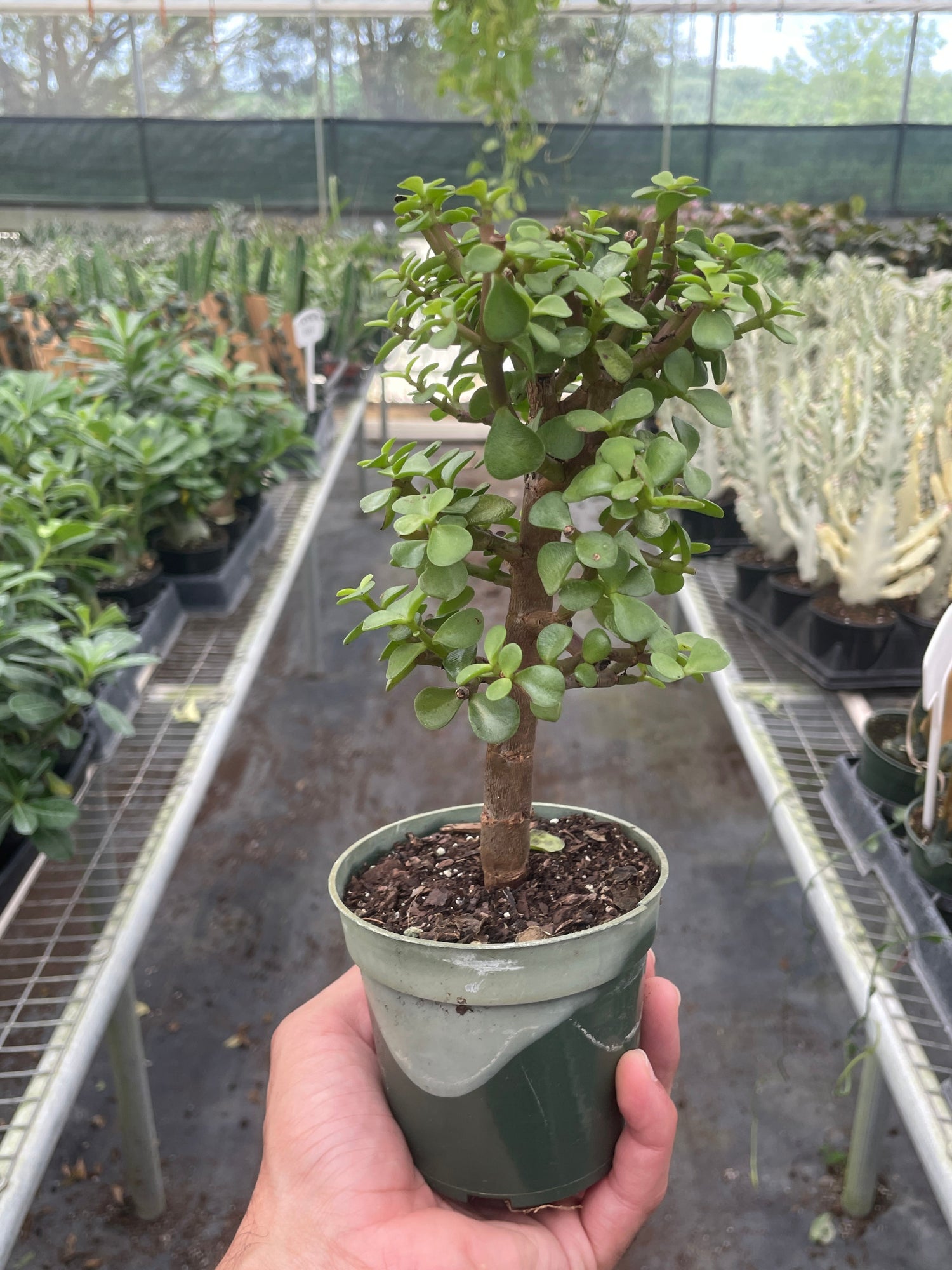 Bonsai Jade Dwarf Green - Ethereal Company