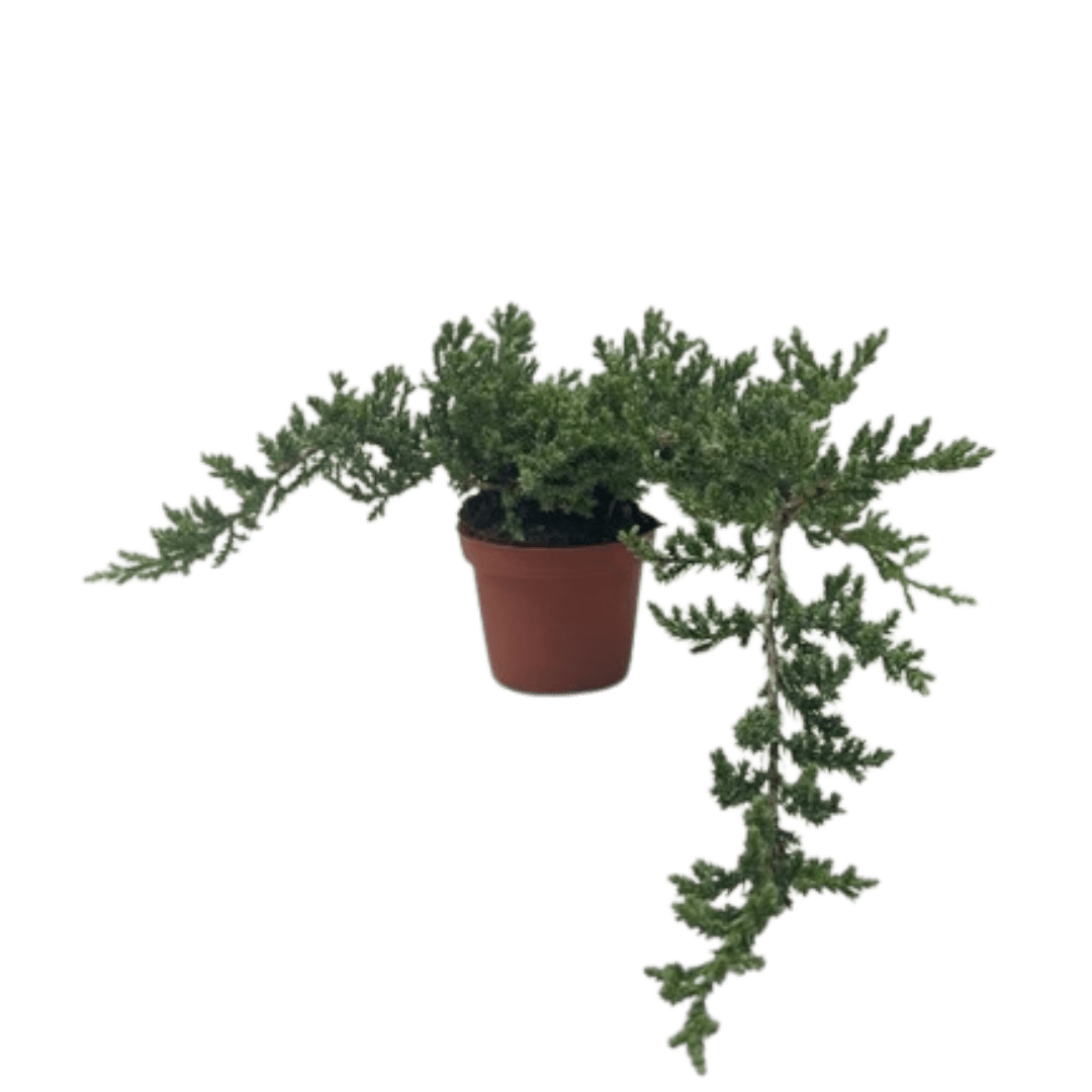 Bonsai Juniper - Ethereal Company