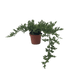Bonsai Juniper - Ethereal Company