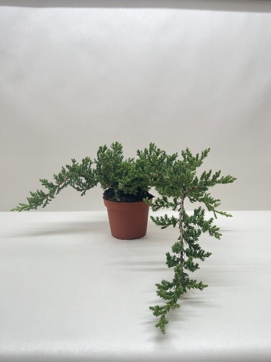 Bonsai Juniper - Ethereal Company
