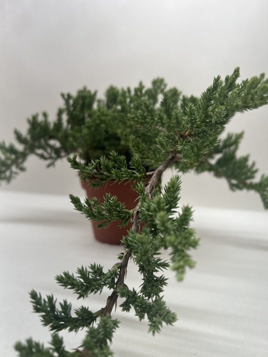 Bonsai Juniper - Ethereal Company