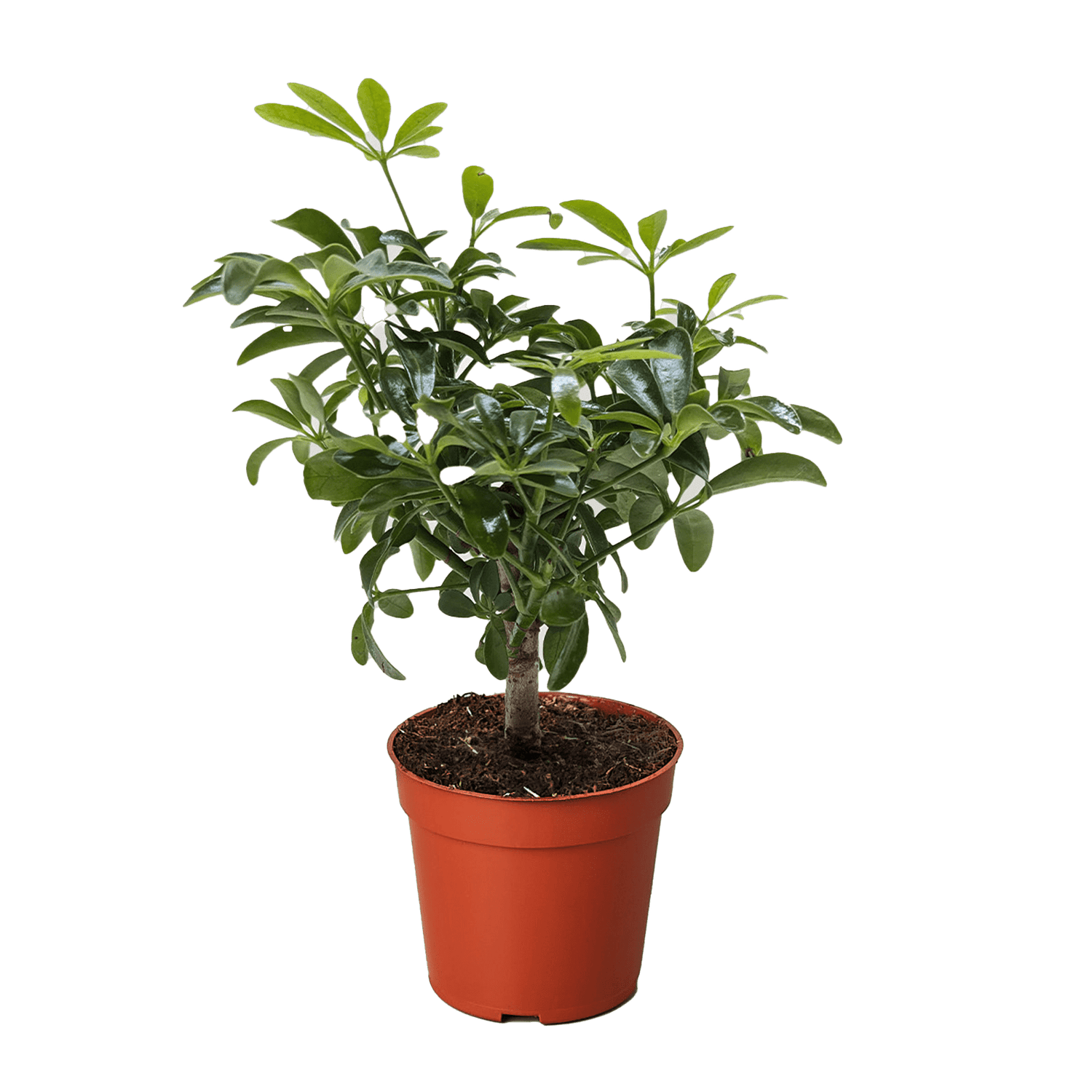 Bonsai Schefflera Arboricola - Ethereal Company