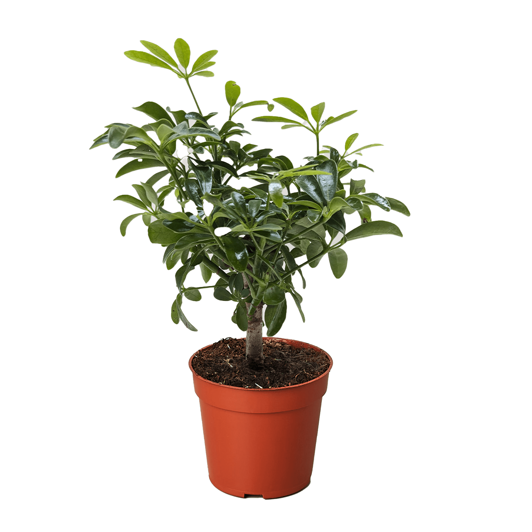 Bonsai Schefflera Arboricola - Ethereal Company