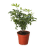 Bonsai Schefflera Arboricola - Ethereal Company