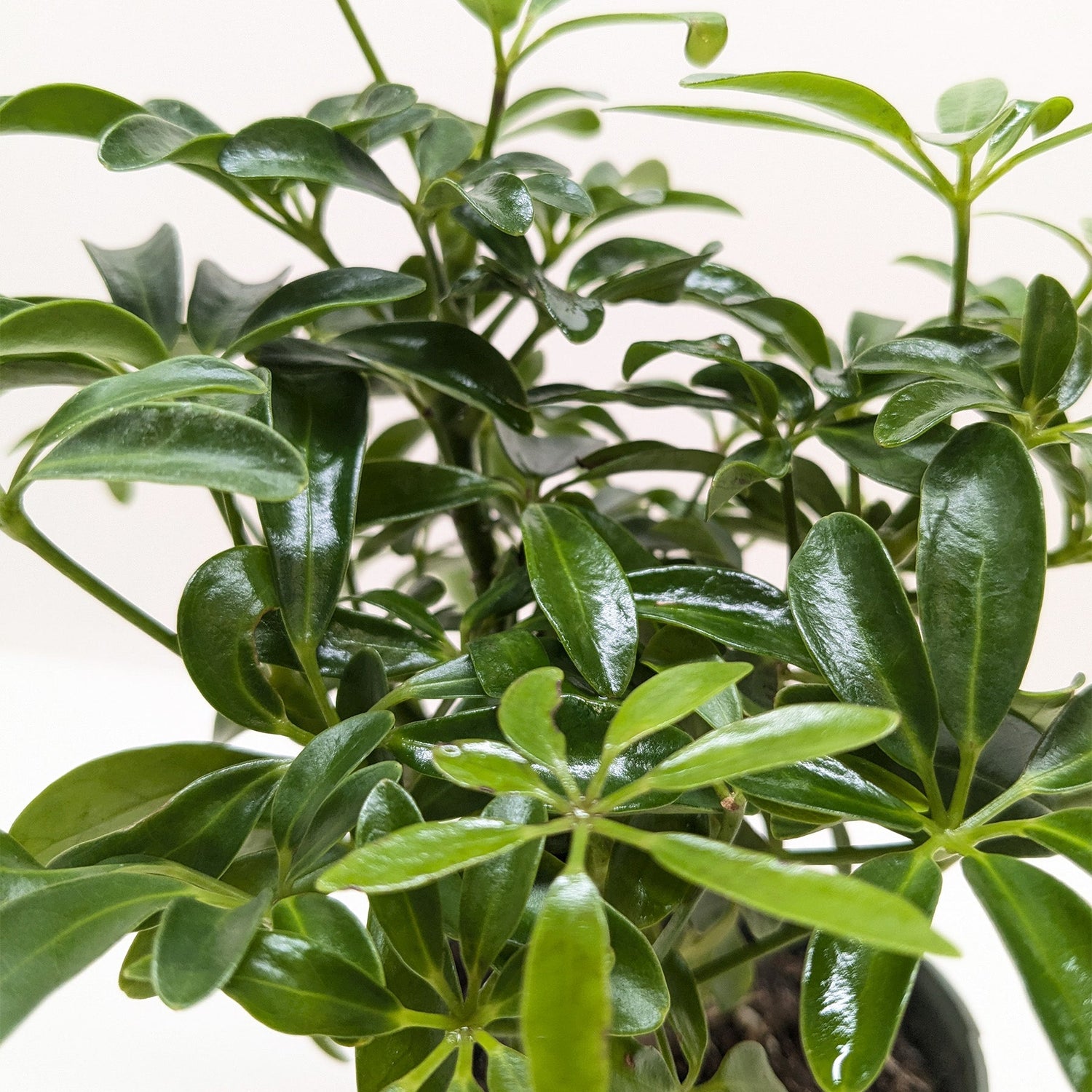 Bonsai Schefflera Arboricola - Ethereal Company