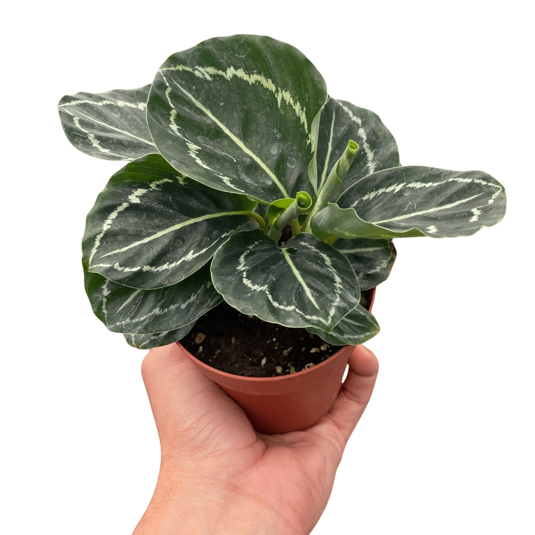 Calathea &