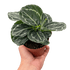 Calathea &