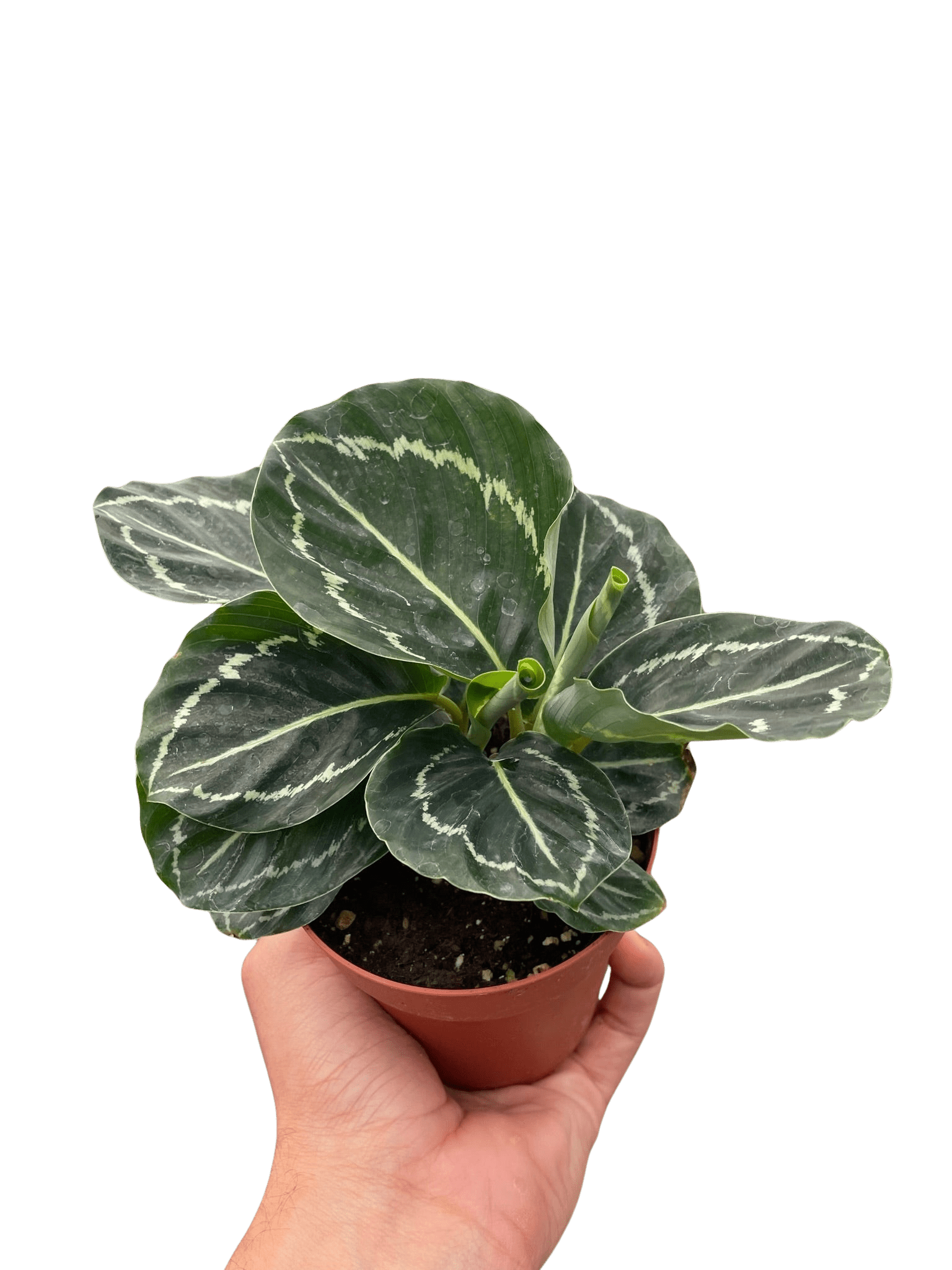 Calathea &