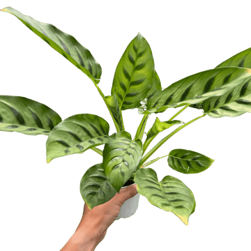 Calathea Leopardina - Ethereal Company-