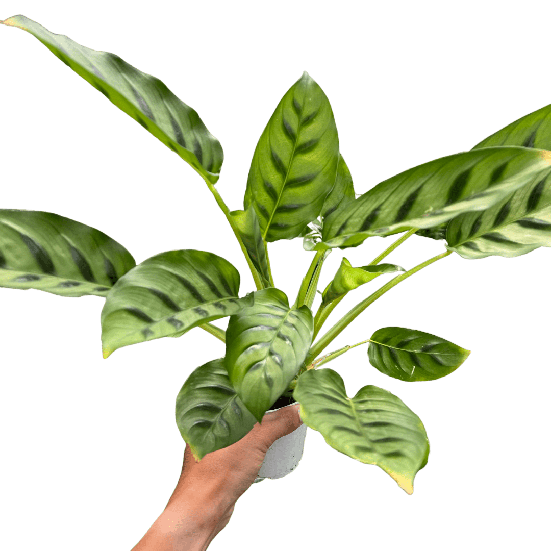 Calathea Leopardina - Ethereal Company-