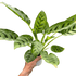 Calathea Leopardina - Ethereal Company-