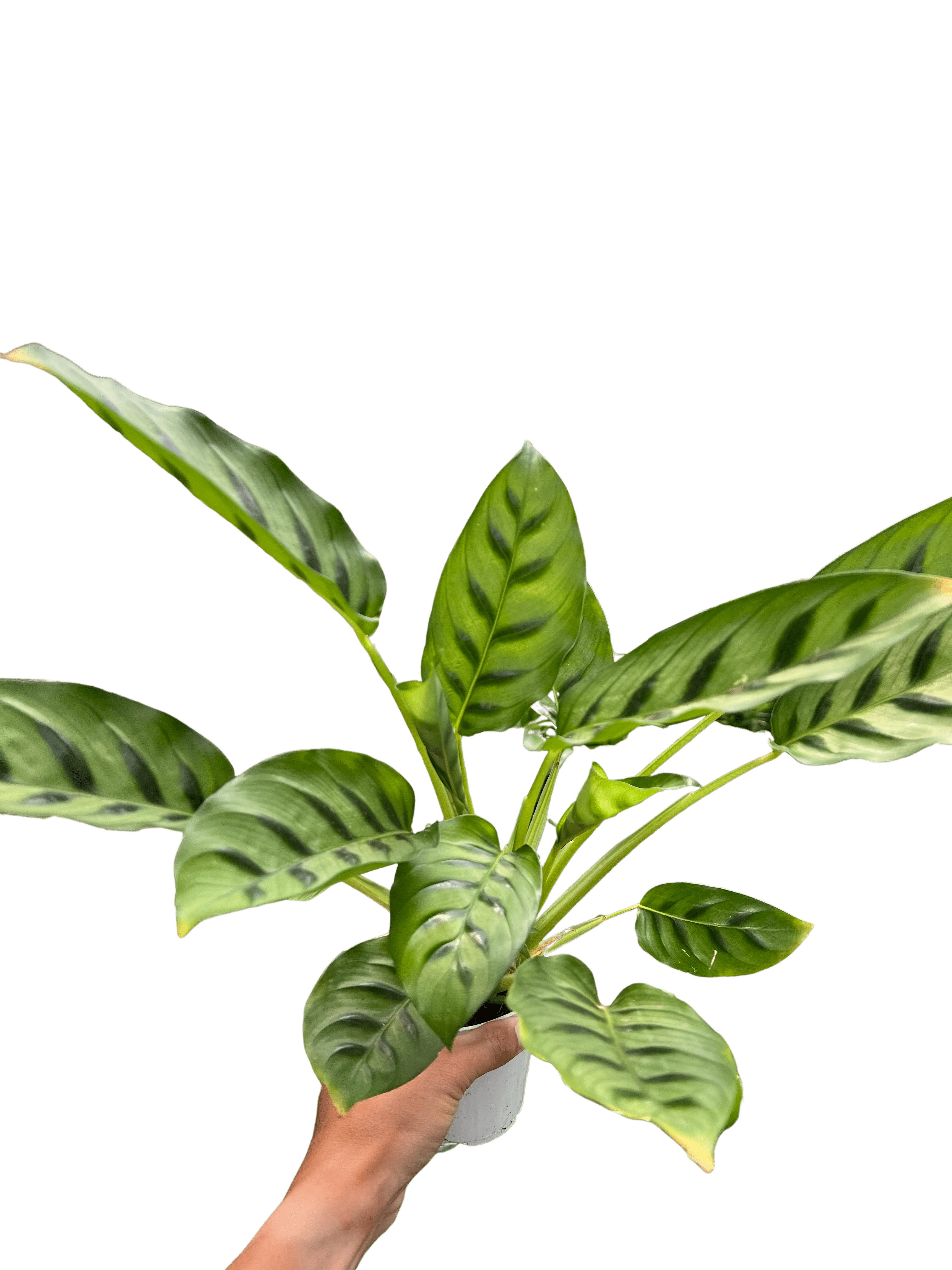 Calathea Leopardina - Ethereal Company-