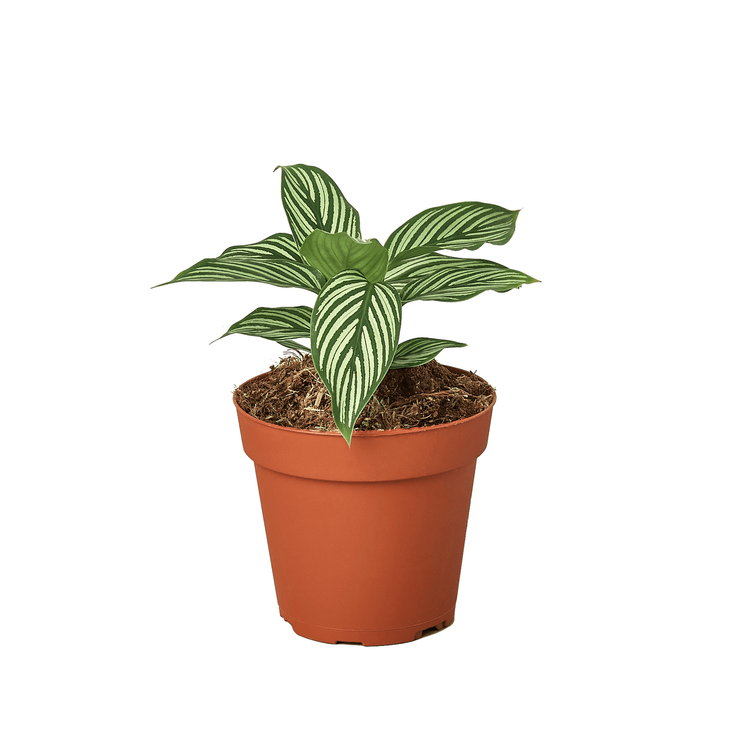Calathea &