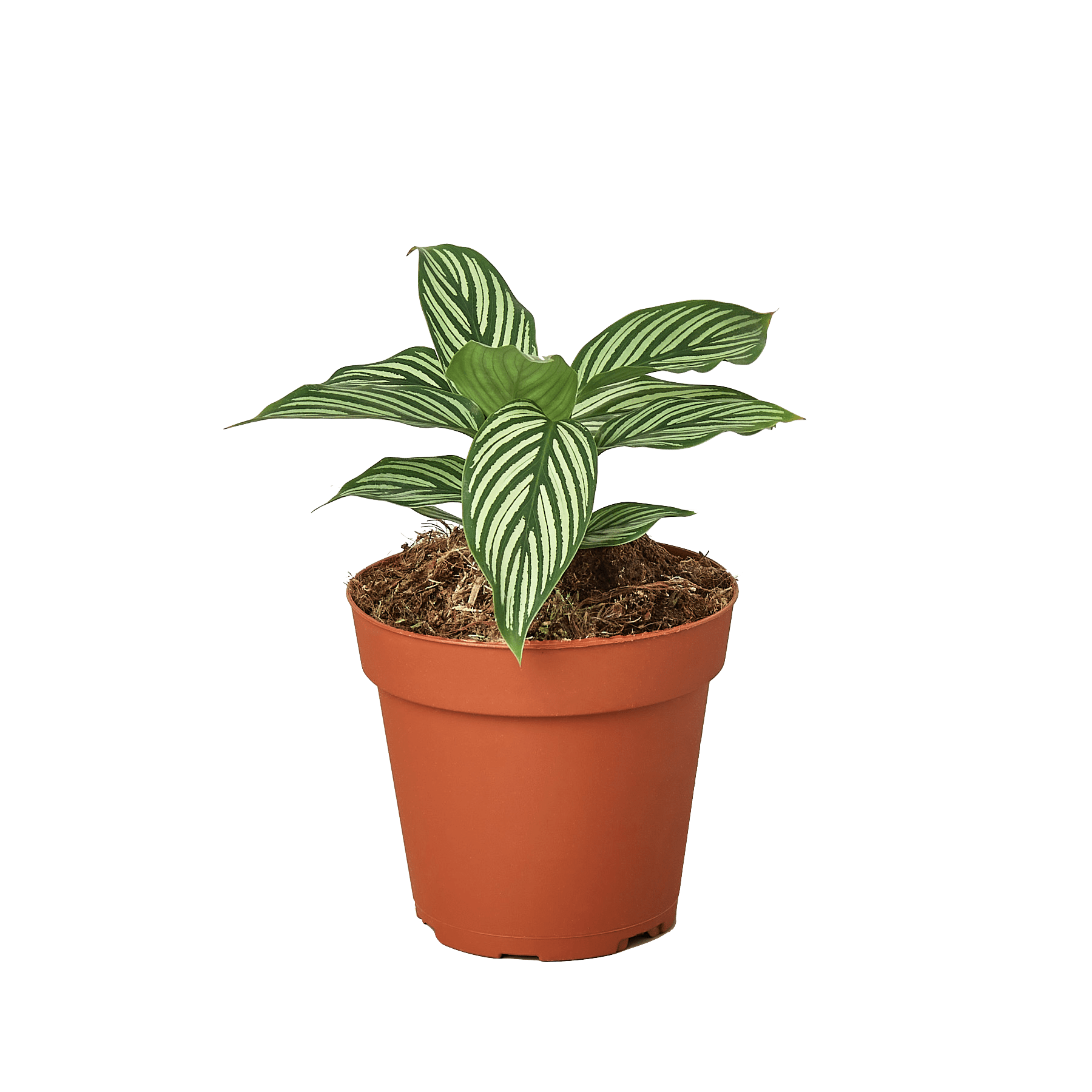Calathea &