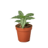 Calathea &