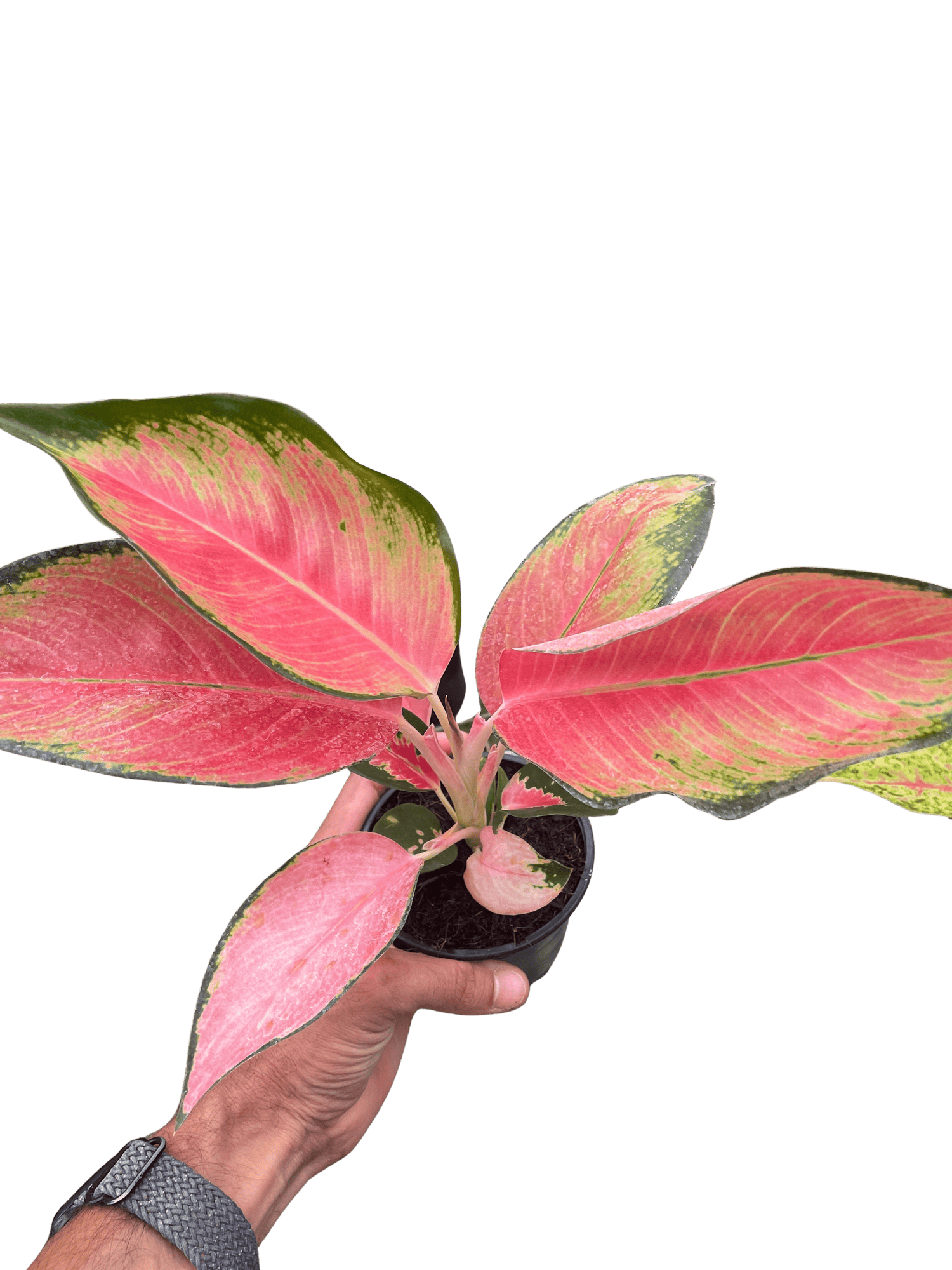 Chinese Evergreen &