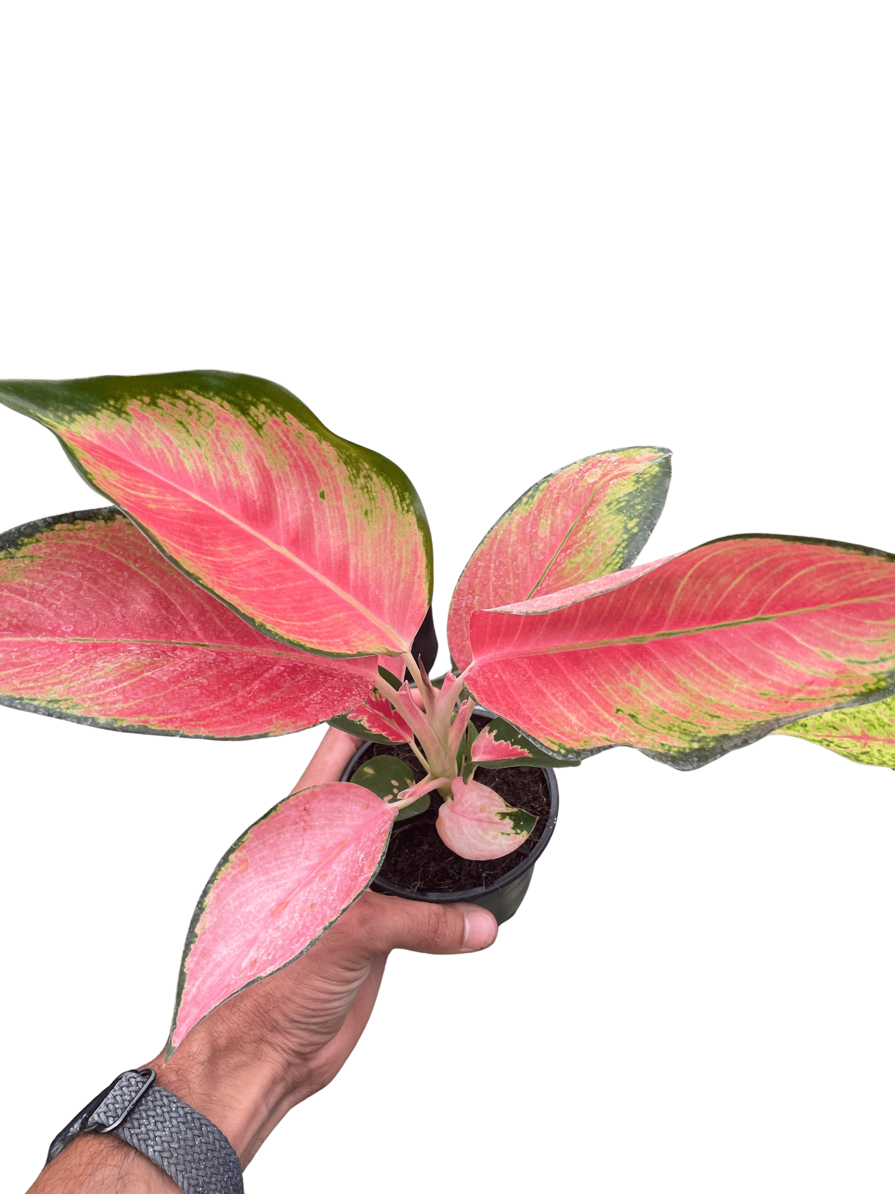 Chinese Evergreen &