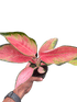 Chinese Evergreen &