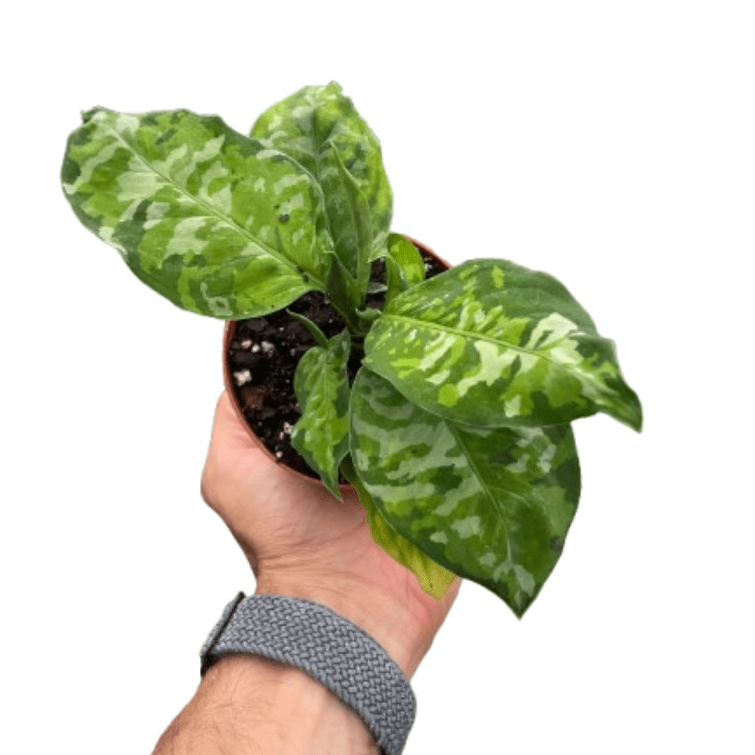 Chinese Evergreen Pictum Tricolor - Ethereal Company-4" Plant