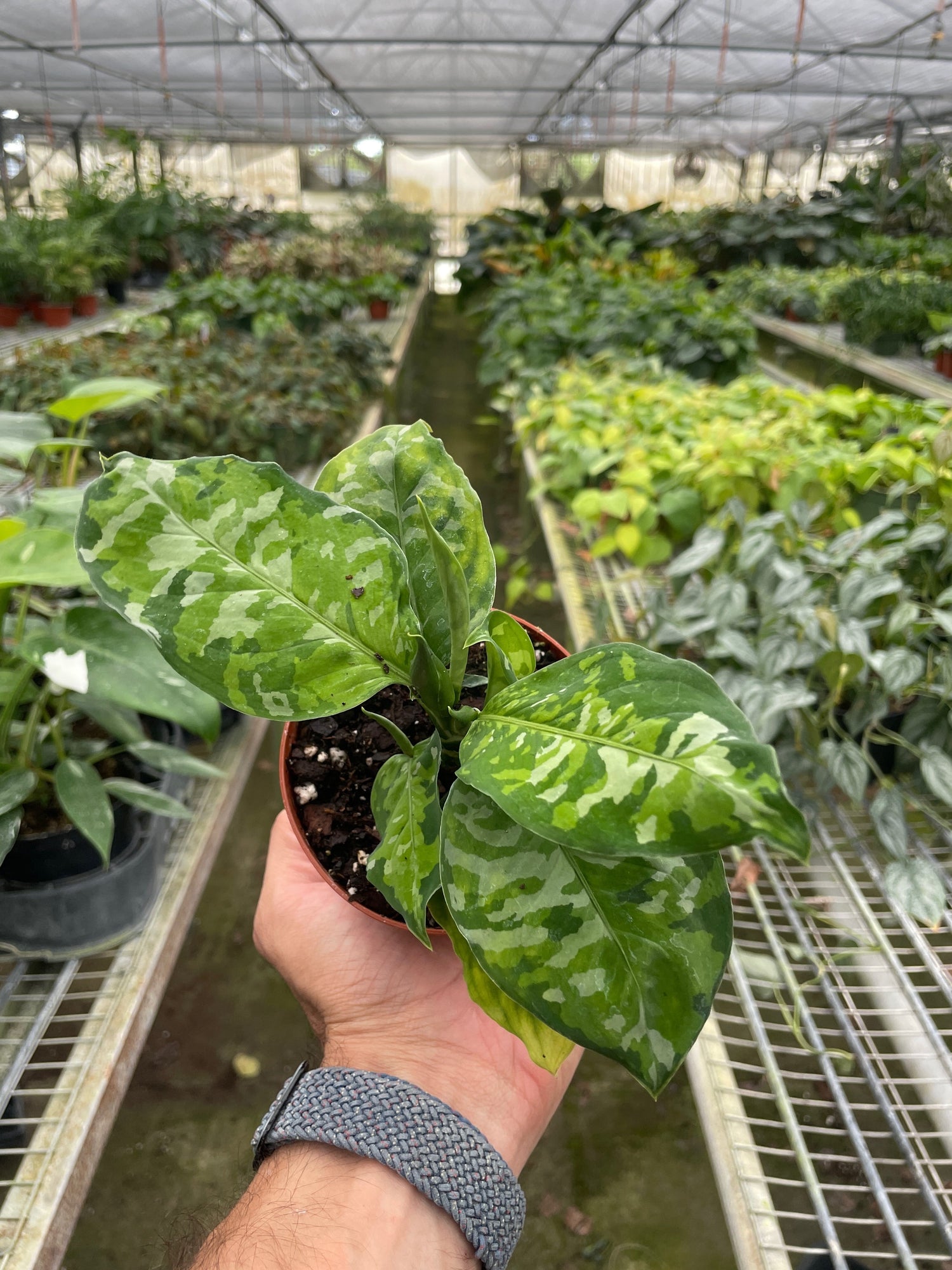 Chinese Evergreen Pictum Tricolor - Ethereal Company-4" Plant