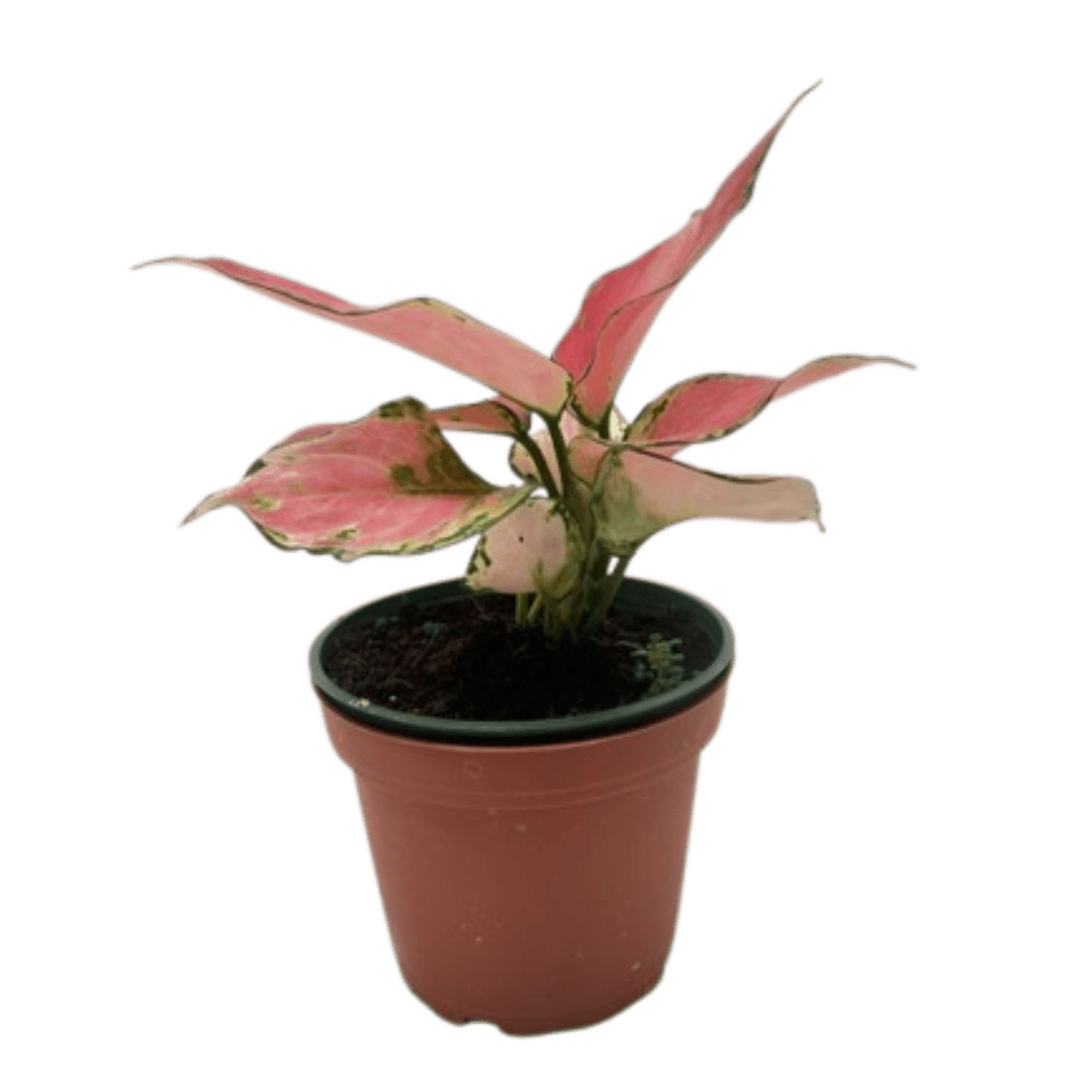 Chinese Evergreen &
