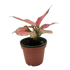 Chinese Evergreen &