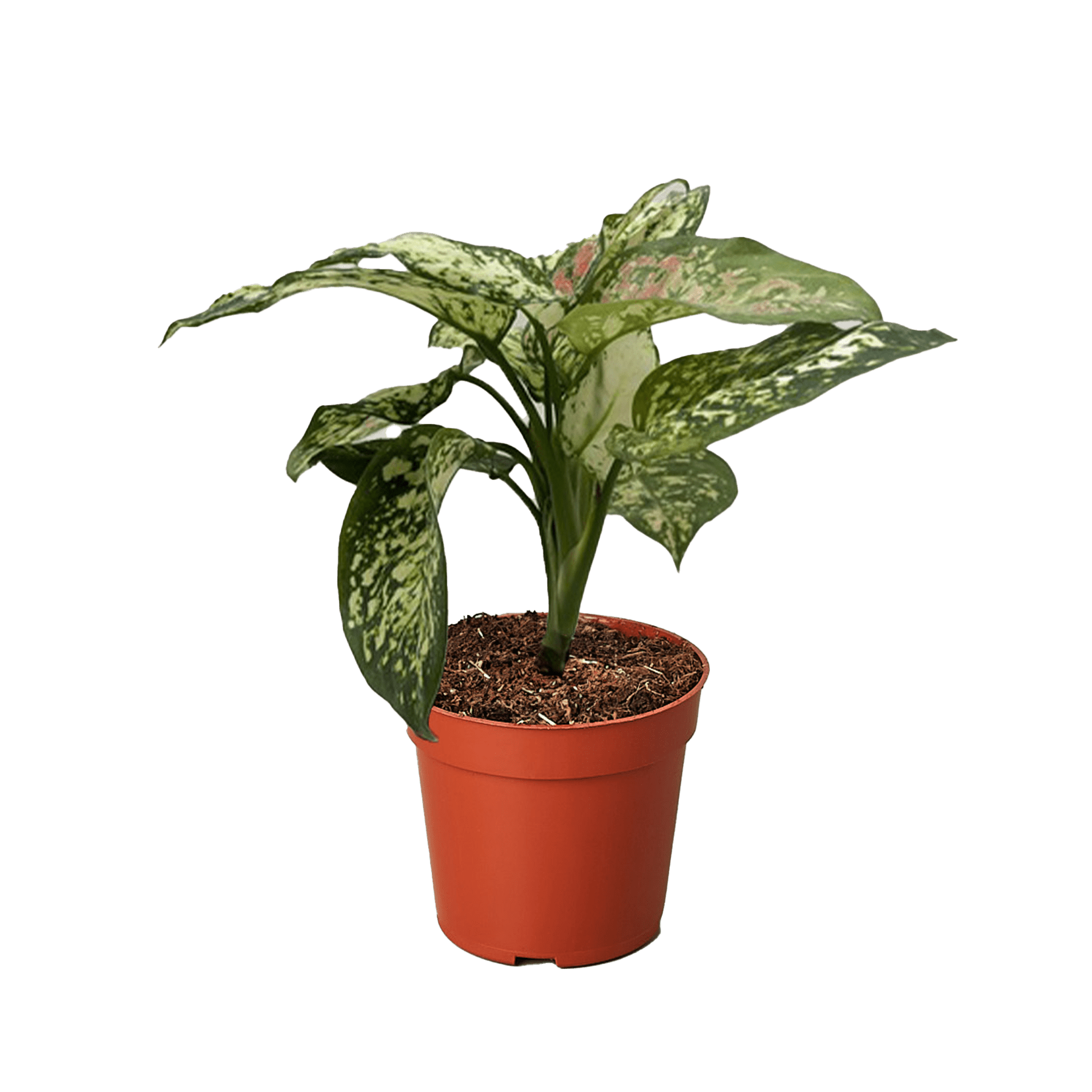 Chinese Evergreen &