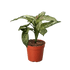 Chinese Evergreen &