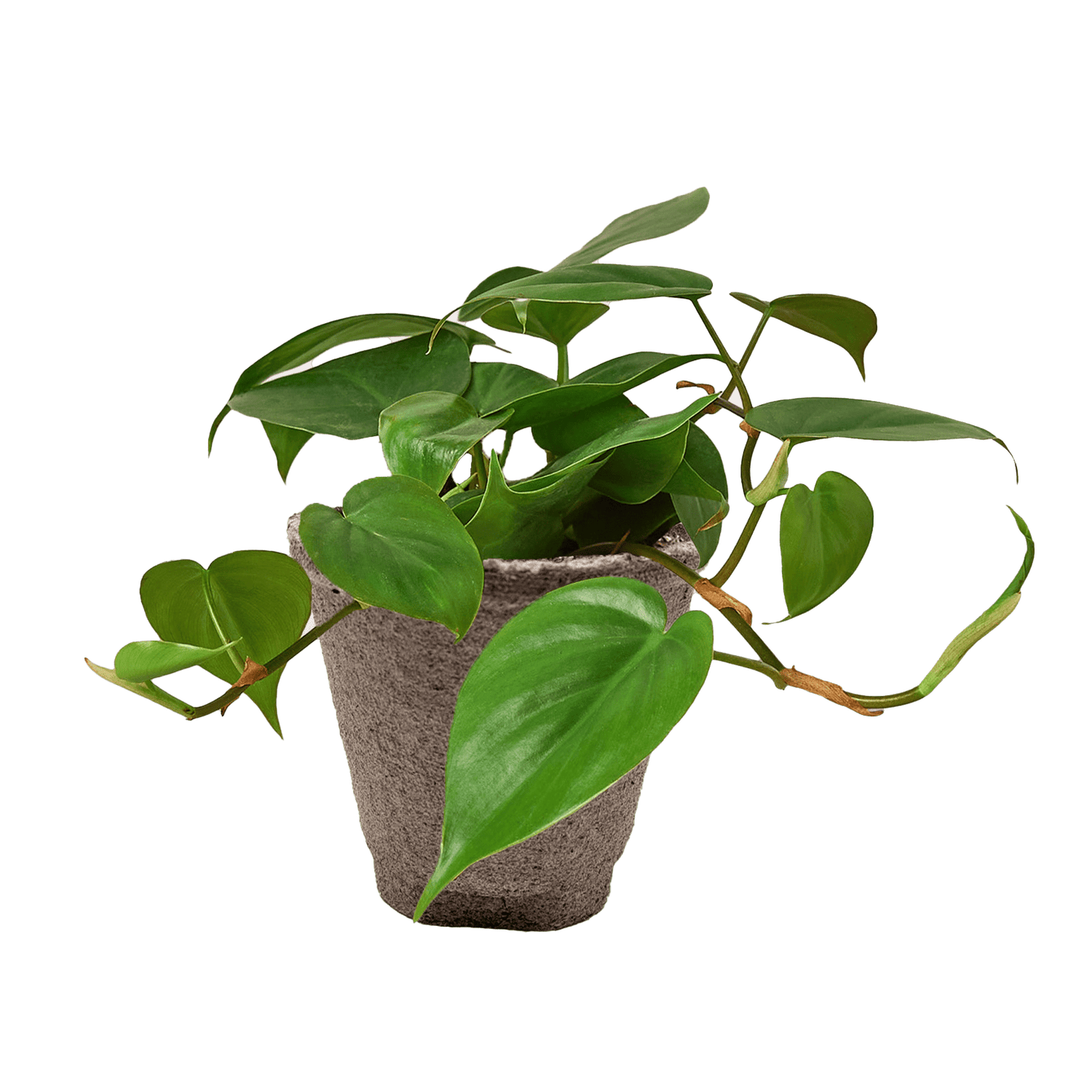 Philodendron Cordatum Heartleaf - Ethereal Company-Indoor Plants